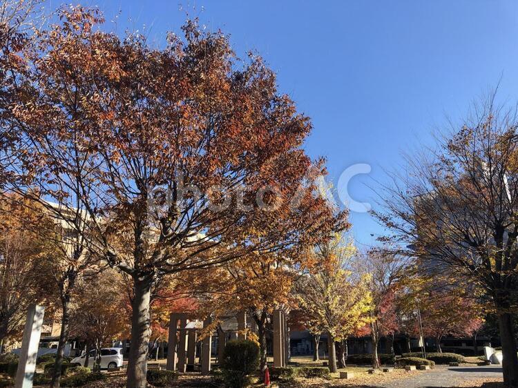 街路樹　紅葉 秋,木,葉の写真素材