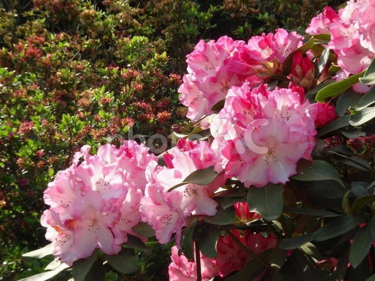 しゃくなげ（ピンク） しゃくなげ,シャクナゲ,花の写真素材
