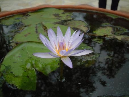 蓮の花一輪 蓮の花一輪の写真