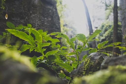 若葉と苔 若葉と苔の写真