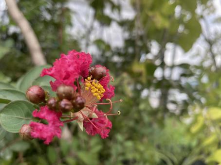 Photo, ক্রেপ মেদিগাছ, রেড হান্ড্রেড দিন, পরাকাষ্ঠা, 