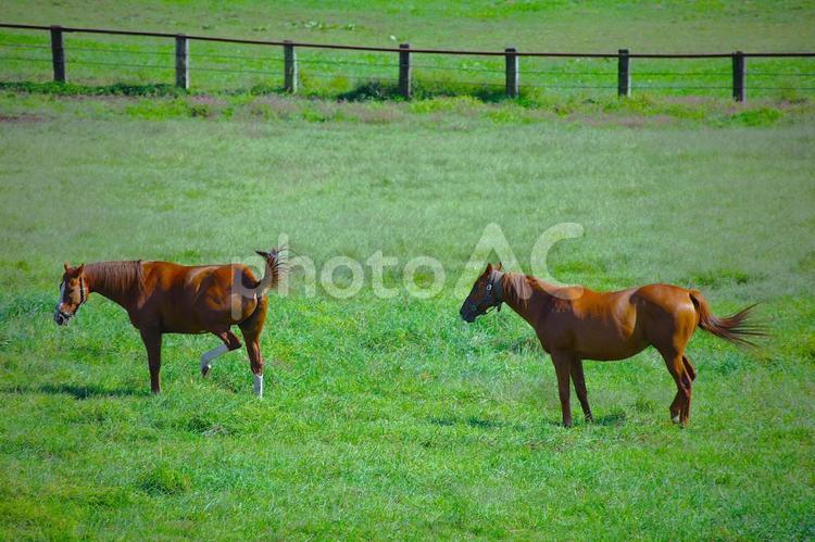 北海道　牧場　馬 北海道,夏,日高地方の写真素材