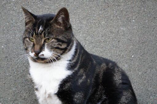 街中で見かけた野良ねこ11　猫素材　背景 ネコ,野良猫,可愛いの写真素材