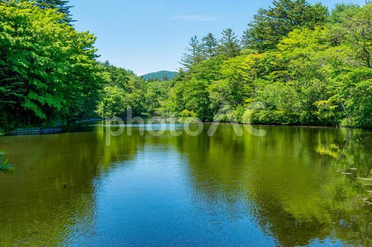軽井沢　新緑の雲場池 雲場池,池,長野県の写真素材