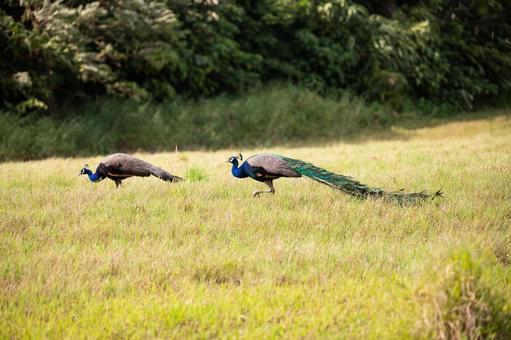 インドクジャク インドクジャク インドクジャク,クジャク,鳥の写真素材