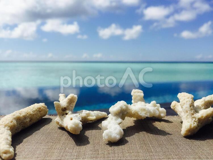 海とサンゴたち サンゴ,自然,砂の写真素材