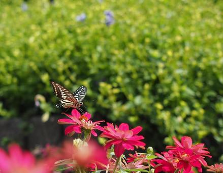 アゲハ蝶と花 アゲハ蝶,蝶々,花の写真素材