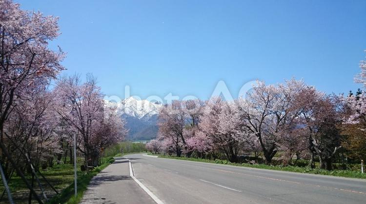 雪山と桜と道路（北海道） 桜,さくら,サクラの写真素材