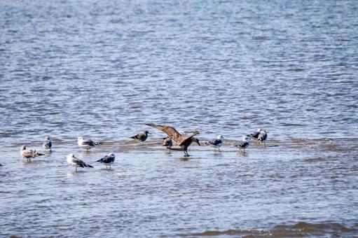 ウミネコの若鳥⑷ ウミネコの若鳥⑷の写真
