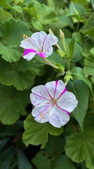 オシロイバナ オシロイバナ オシロイバナ,花,植物の写真素材