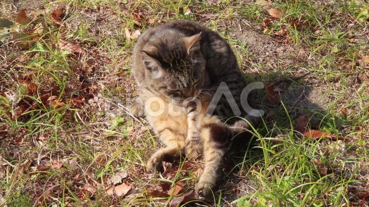 日向ぼっこ中のモフモフで脱力系の猫様 猫,キジトラ,肉球の写真素材