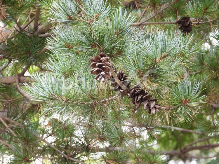 実のなる木 植物,実,木の写真素材