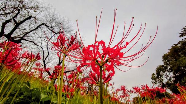 彼岸花と曇り空 彼岸花と曇り空の写真