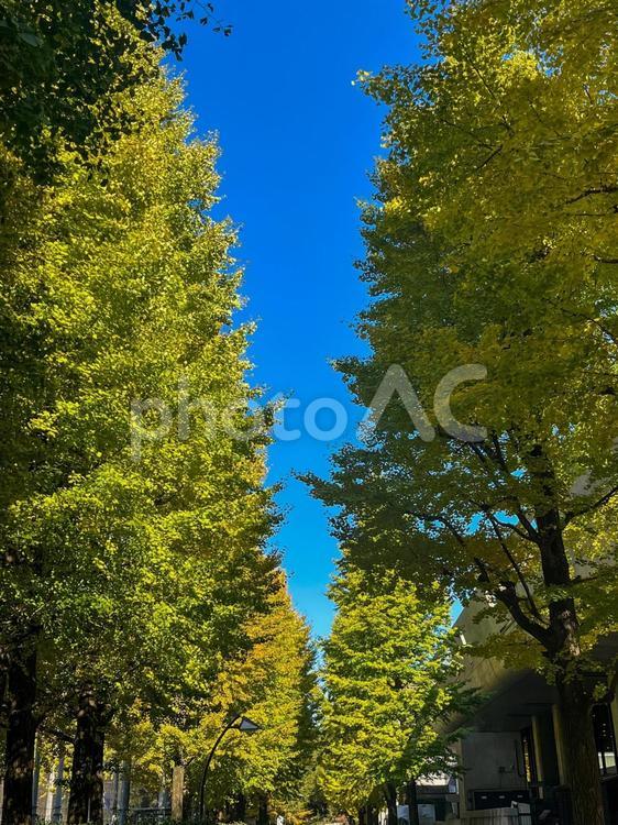 どこまでも続く街路樹 自然,木,風景の写真素材