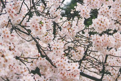 満開の桜のクローズアップ 満開の桜のクローズアップ 桜,さくら,満開の写真素材