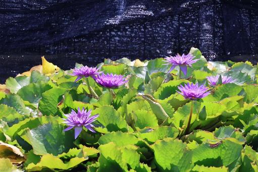 シンガポールの公園の熱帯スイレンの咲く池の写真