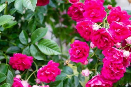 小振りな薔薇にやってくる蜂 小振りな薔薇にやってくる蜂の写真