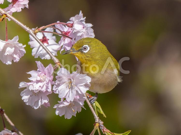 桜とメジロ・サクジロー メジロ,野鳥,鳥の写真素材