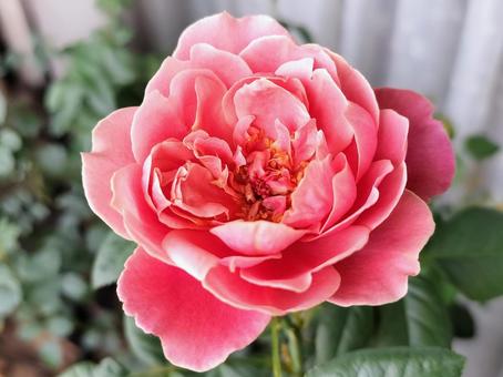 ベランダのバラ・ピンクビンテージ ベランダのバラ・ピンクビンテージ バラ,薔薇,ピンクビンテージの写真素材