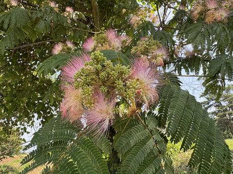 Early summer alder tree, JPG Early summer alder tree, JPG