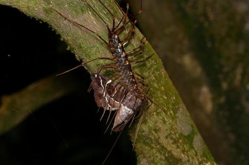 オオゲジの写真