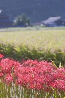 ヒガンバナ 彼岸花,曼珠沙華,花の写真素材