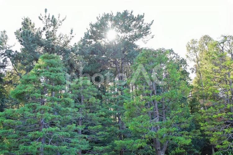 松の木から覗く太陽　長居植物園 太陽,秋,空の写真素材