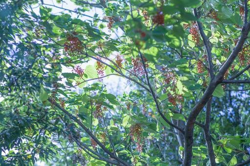 赤い実 秋,赤い実,空の写真素材