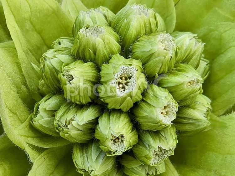 ふきのとう ふきのとう,早春,花茎の写真素材