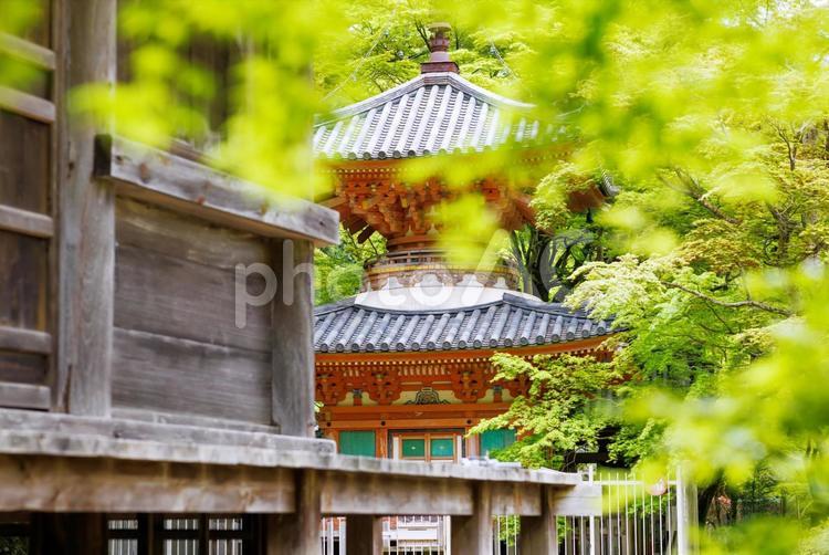 牛滝山大威徳寺の新緑 牛滝山大威徳寺,新緑,神社仏閣の写真素材