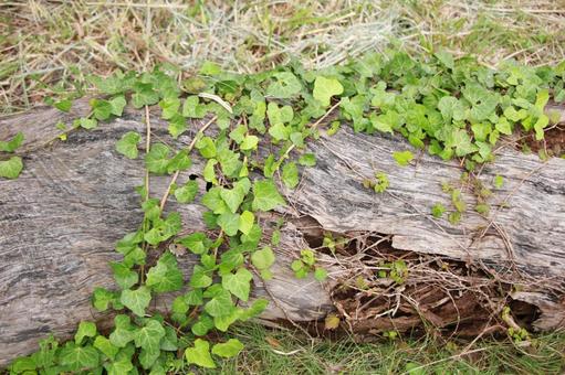 枯れ木 自然,枯れ木,朽ち木の写真素材
