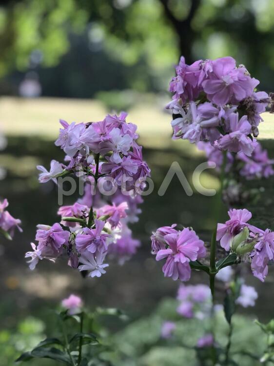 早朝の凛とした花 自然,花,庭園の写真素材