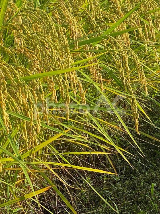 たわわに実る稲穂 稲穂,稲,収穫時期の写真素材
