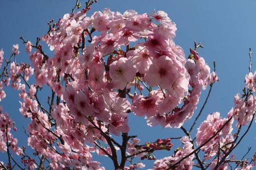 桜 桜の写真