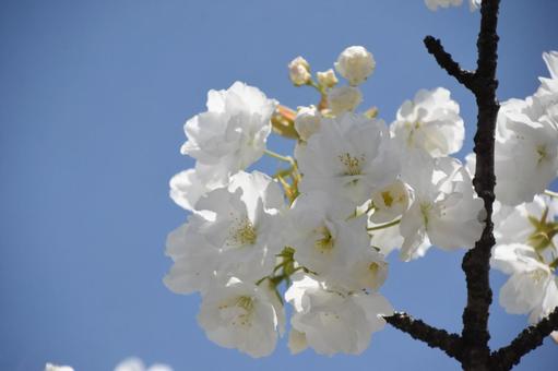 照片, 富士樱花, 樱花, 春天, 