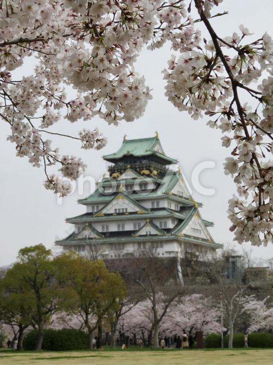 大阪城天守閣と桜 大阪城,大阪城公園,大阪の写真素材