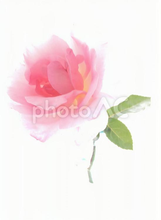 一輪挿しの薔薇 薔薇,バラ,一輪挿しの写真素材