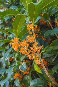 秋に咲く金木犀の花 金木犀,キンモクセイ,橙色の花の写真素材