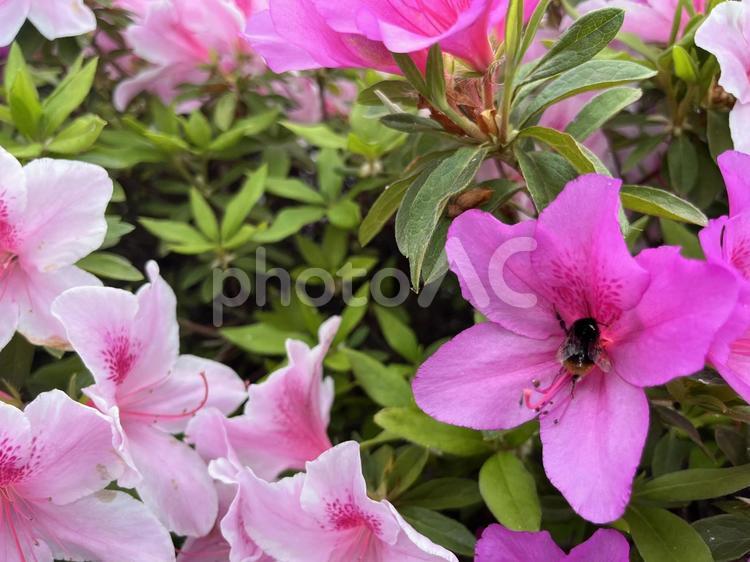 満開のツツジの花 ツツジ,春,春の花の写真素材