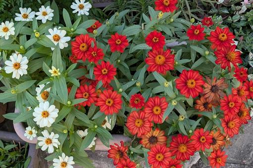 紅白のジニアのプランター 紅白のジニアのプランター ジニア,プランター,花の写真素材