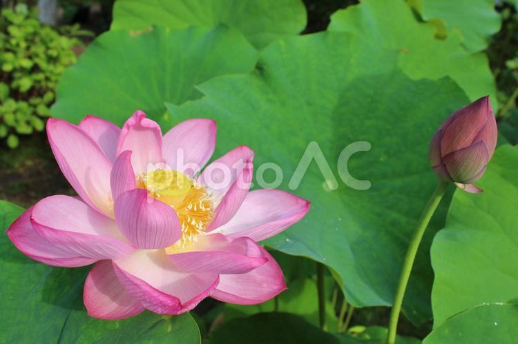 蓮の花　京都　法金剛院 自然,池,緑の写真素材