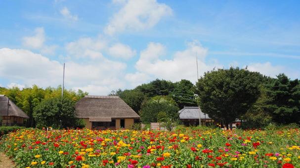 ひたち海浜公園・初秋のジニアの花&古民家 ひたち海浜公園・初秋のジニアの花&古民家 初秋,国営ひたち海浜公園,ジニアの写真素材