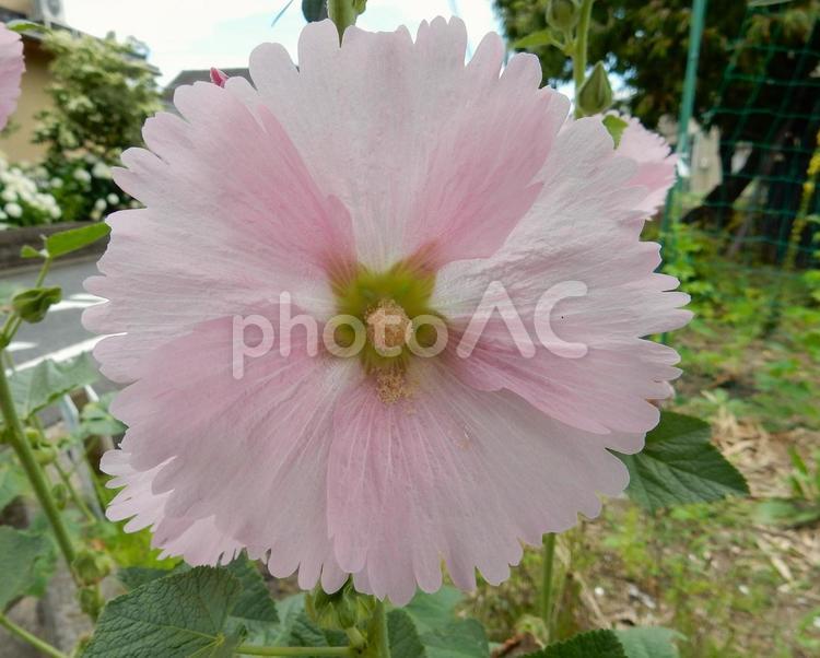 【花の写真】タチアオイ（立葵） タチアオイ,立葵,自然の写真素材
