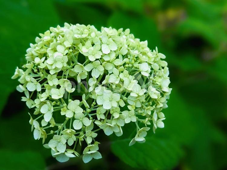 植物壁紙シリーズ　アジサイ アジサイ,グリーン,web背景の写真素材