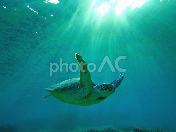 朝日を浴びて泳ぐアオウミガメ ウミガメ,朝日,宮古島の写真素材