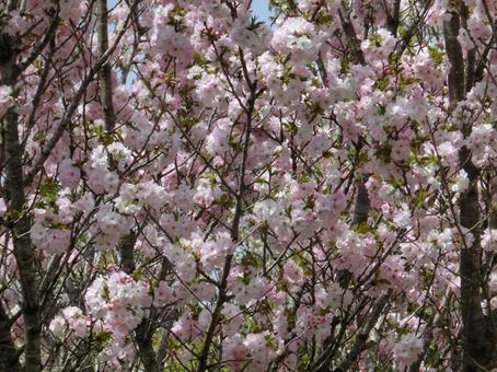 印西の桜-31 印西の桜-31の写真