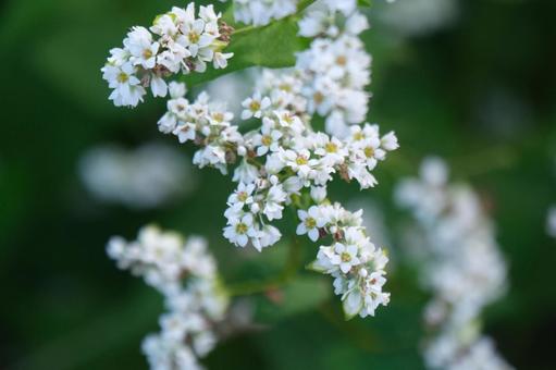 蕎麦の花の写真