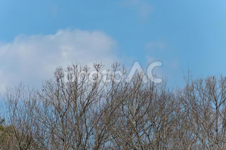 冬枯れの枝と青空 枝,枯木,シルエットの写真素材