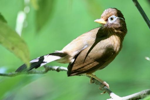 振り向くメジロ 振り向くメジロの写真
