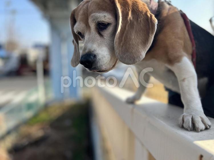 歩道橋から見下ろす散歩中のビーグル犬 ビーグル,犬,歩道橋の写真素材